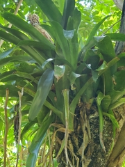 Billbergia pyramidalis