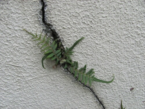 Pteris vittata