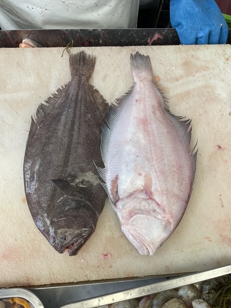 Toothed Flounder