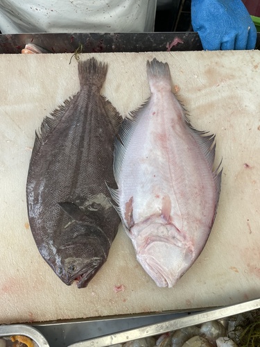 Toothed Flounder