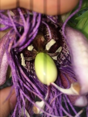 Passiflora quadrangularis
