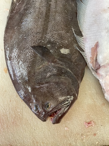 Toothed flounder (Cyclopsetta querna) — Paralichthyidae — 3