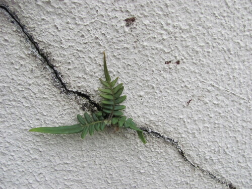 Pteris vittata