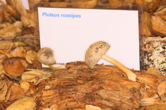 Pluteus roseipes