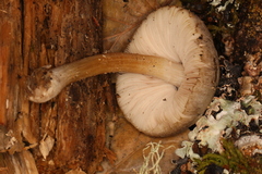 Pluteus roseipes