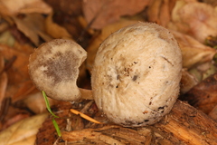 Pluteus roseipes