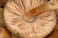 Pluteus roseipes
