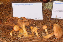 Chroogomphus tomentosus image