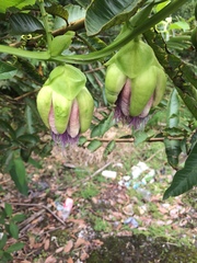 Passiflora quadrangularis