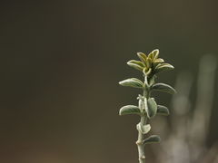 Mercurialis tomentosa