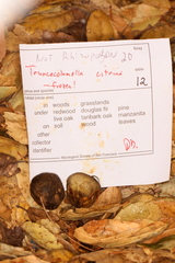 Truncocolumella citrina