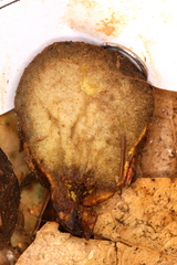 Truncocolumella citrina