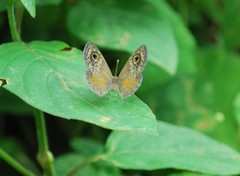 Perophthalma tullius