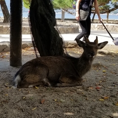 Cervus nippon