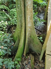 Pterocarpus officinalis