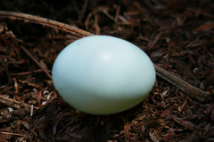 Zosterops borbonicus