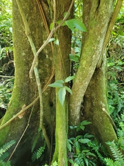 Pterocarpus officinalis