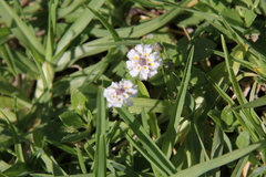Phyla nodiflora minor