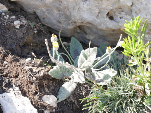 Hieracium pannosum observed 2025-09-09