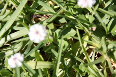 Phyla nodiflora minor