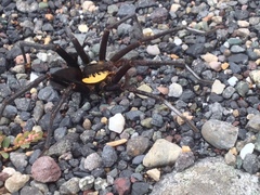 Ancylometes amazonicus