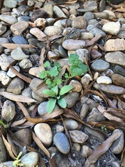 Lamium amplexicaule