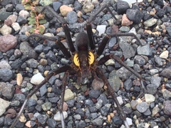 Ancylometes amazonicus