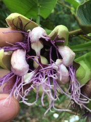 Passiflora quadrangularis