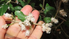 Tricalysia sonderiana