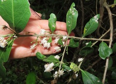 Tricalysia sonderiana