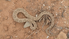 Moorish Viper photo 5