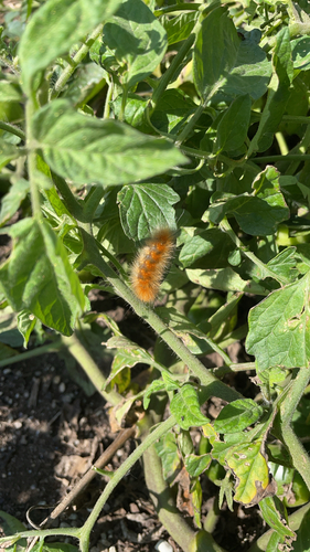 Virginian Tiger Moth