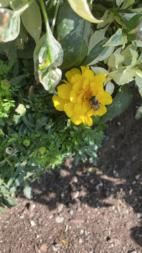 Common Drone Fly
