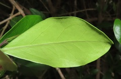 Tricalysia sonderiana