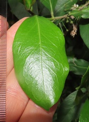 Tricalysia sonderiana