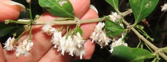 Tricalysia sonderiana