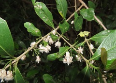 Tricalysia sonderiana