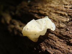 Ductifera