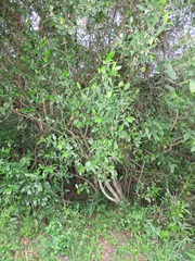 Tricalysia sonderiana