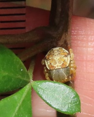 Thomisops pupa