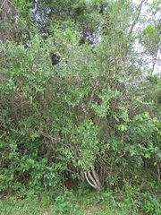 Tricalysia sonderiana