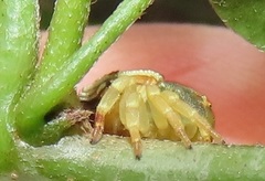 Thomisops pupa