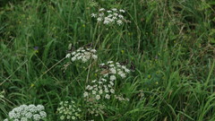 Pimpinella major