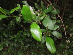 Tricalysia sonderiana