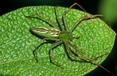 Peucetia madagascariensis