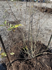 Crataegus aestivalis