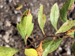 Crataegus aestivalis