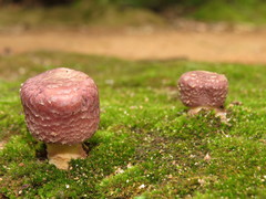 Agaricus blazei