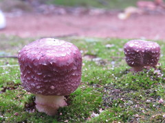 Agaricus blazei