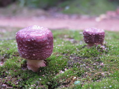 Agaricus blazei